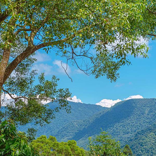 南投縣 鹿谷鄉 蟬說:鳳凰亭序 36.jpeg 南投縣 鹿谷鄉 蟬說:鳳凰亭序 36.jpeg