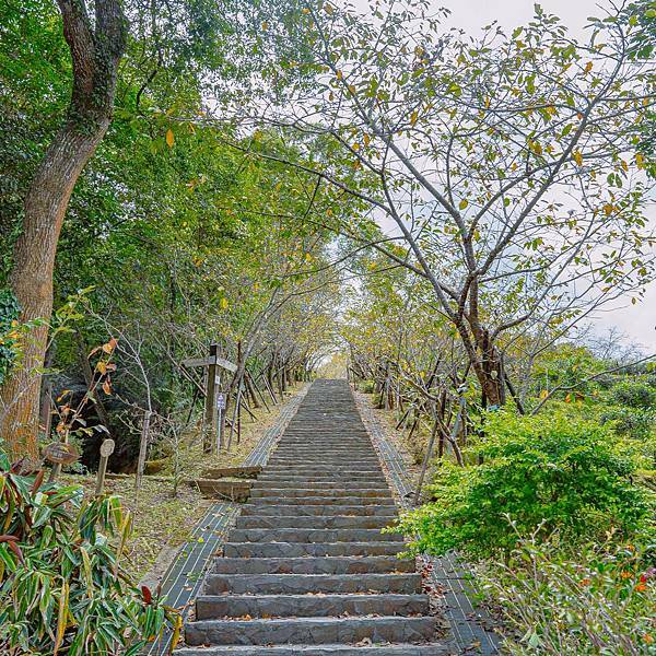 南投縣 鹿谷鄉 蟬說:鳳凰亭序 39.jpeg 南投縣 鹿谷鄉 蟬說:鳳凰亭序 39.jpeg