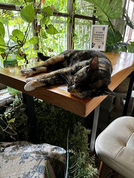 《嘉義❤️東區》廢溫室Greenhouse café，真的是