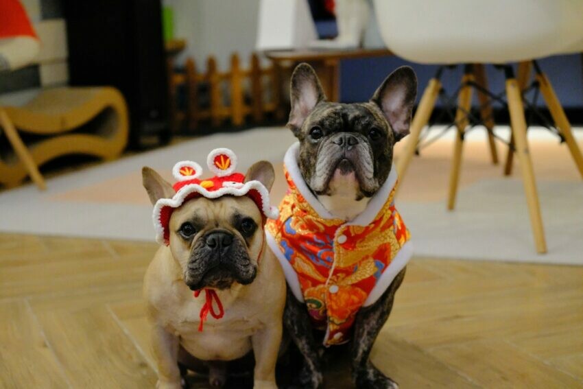 花蓮縣花蓮市【2024全台寵物友善飯店推薦】Top25寵物住宿、寵物旅館推薦，帶毛孩輕鬆入住！