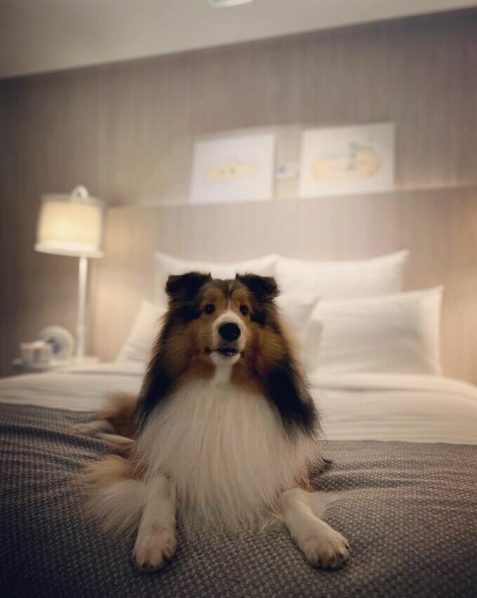 花蓮縣花蓮市【2024全台寵物友善飯店推薦】Top25寵物住宿、寵物旅館推薦，帶毛孩輕鬆入住！