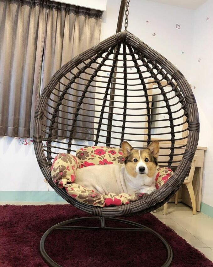 花蓮縣花蓮市【2024全台寵物友善飯店推薦】Top25寵物住宿、寵物旅館推薦，帶毛孩輕鬆入住！