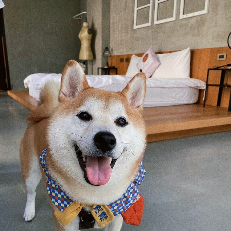 花蓮縣花蓮市【2024全台寵物友善飯店推薦】Top25寵物住宿、寵物旅館推薦，帶毛孩輕鬆入住！