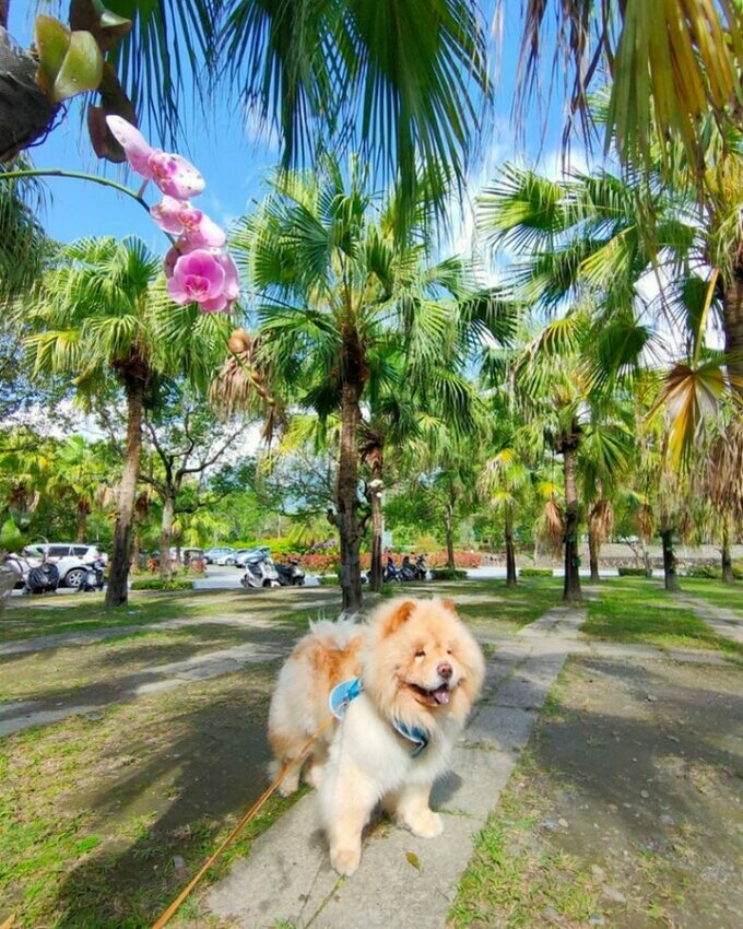 花蓮縣花蓮市【2024全台寵物友善飯店推薦】Top25寵物住宿、寵物旅館推薦，帶毛孩輕鬆入住！