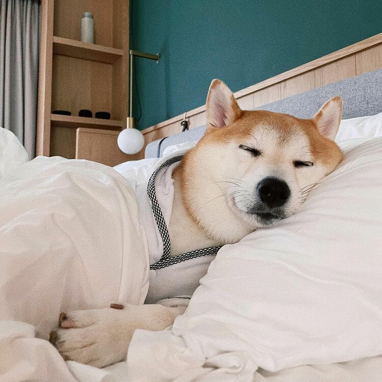 花蓮縣花蓮市【2024全台寵物友善飯店推薦】Top25寵物住宿、寵物旅館推薦，帶毛孩輕鬆入住！