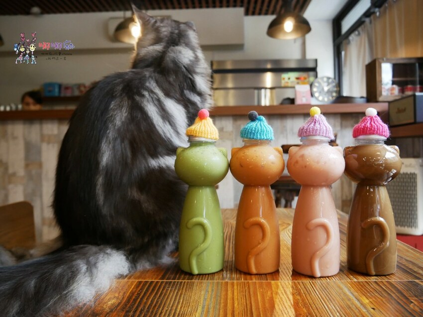 來嚕貓囉!八德貓咪餐廳推出超可愛貓咪泰奶,還有威武霸氣的大貓坐檯!