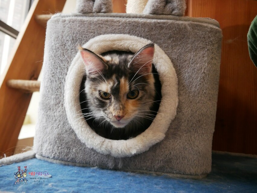 來嚕貓囉!八德貓咪餐廳推出超可愛貓咪泰奶,還有威武霸氣的大貓坐檯!