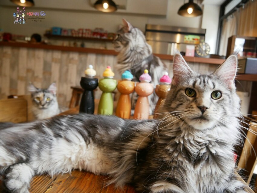 來嚕貓囉!八德貓咪餐廳推出超可愛貓咪泰奶,還有威武霸氣的大貓坐檯!