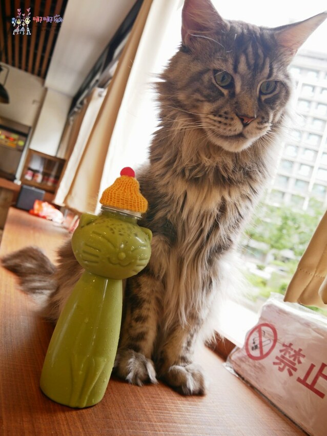 來嚕貓囉!八德貓咪餐廳推出超可愛貓咪泰奶,還有威武霸氣的大貓坐檯!
