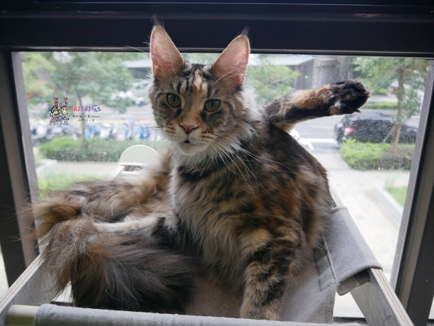 來嚕貓囉!八德貓咪餐廳推出超可愛貓咪泰奶,還有威武霸氣的大貓坐檯!