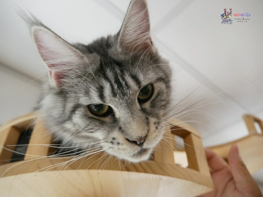 來嚕貓囉!八德貓咪餐廳推出超可愛貓咪泰奶,還有威武霸氣的大貓坐檯!