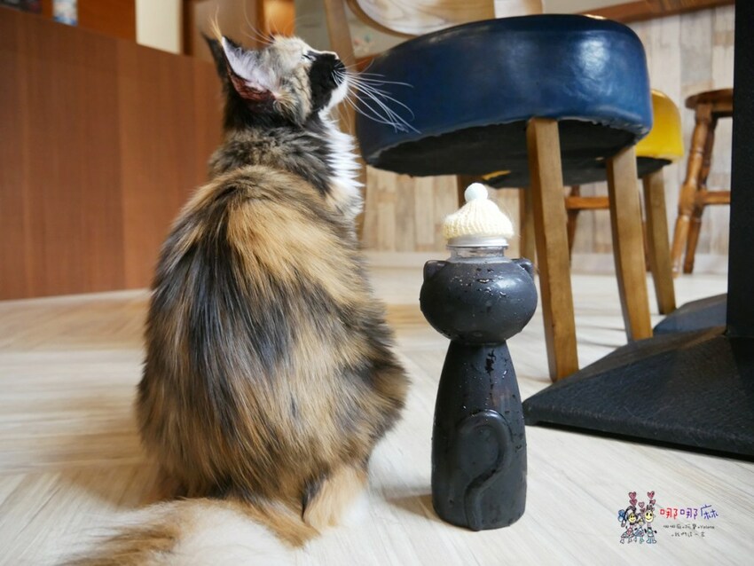 來嚕貓囉!八德貓咪餐廳推出超可愛貓咪泰奶,還有威武霸氣的大貓坐檯!