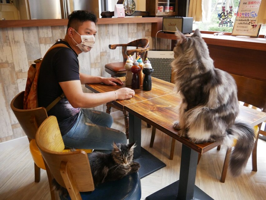 來嚕貓囉!八德貓咪餐廳推出超可愛貓咪泰奶,還有威武霸氣的大貓坐檯!
