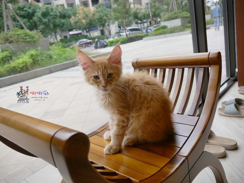 來嚕貓囉!八德貓咪餐廳推出超可愛貓咪泰奶,還有威武霸氣的大貓坐檯!