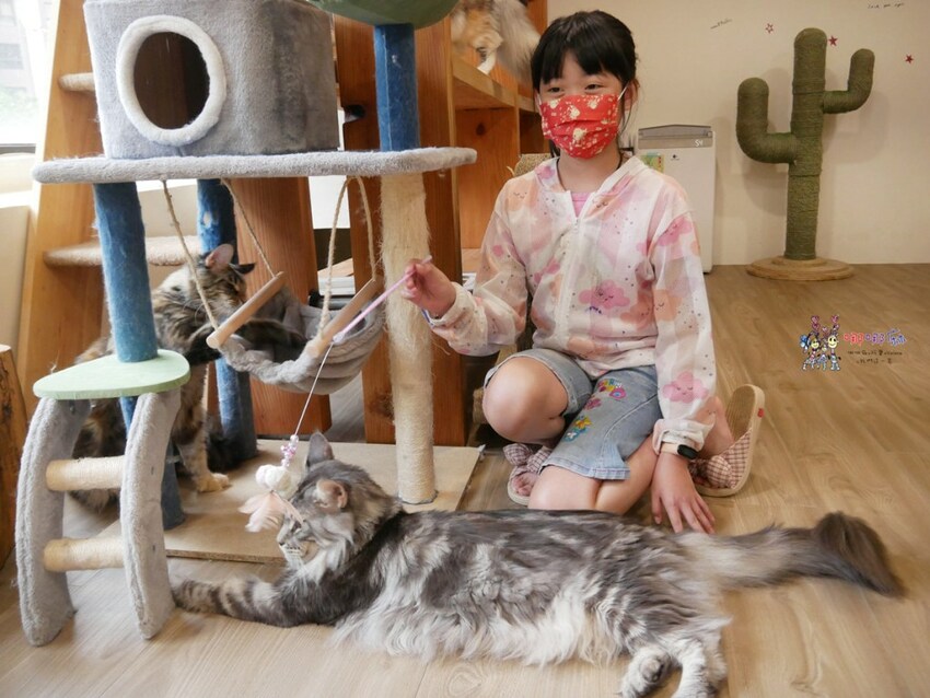 來嚕貓囉!八德貓咪餐廳推出超可愛貓咪泰奶,還有威武霸氣的大貓坐檯!