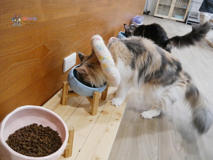 來嚕貓囉!八德貓咪餐廳推出超可愛貓咪泰奶,還有威武霸氣的大貓坐檯!