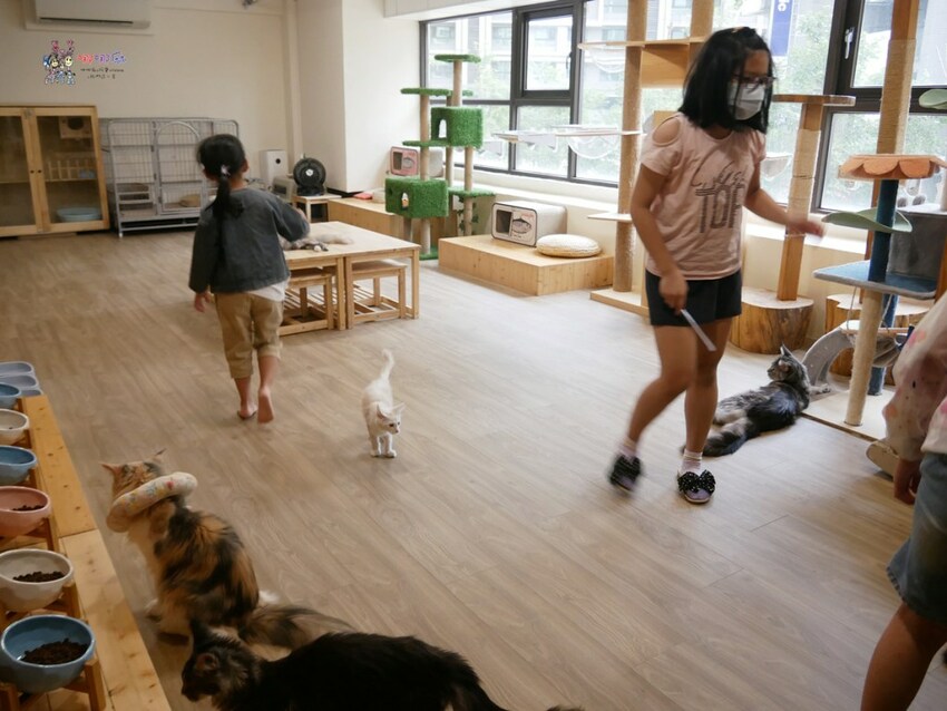 來嚕貓囉!八德貓咪餐廳推出超可愛貓咪泰奶,還有威武霸氣的大貓坐檯!