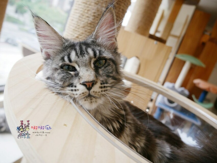 來嚕貓囉!八德貓咪餐廳推出超可愛貓咪泰奶,還有威武霸氣的大貓坐檯!