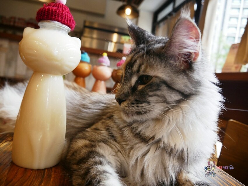 來嚕貓囉!八德貓咪餐廳推出超可愛貓咪泰奶,還有威武霸氣的大貓坐檯!