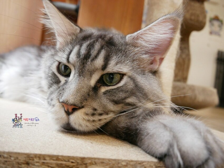 來嚕貓囉!八德貓咪餐廳推出超可愛貓咪泰奶,還有威武霸氣的大貓坐檯!