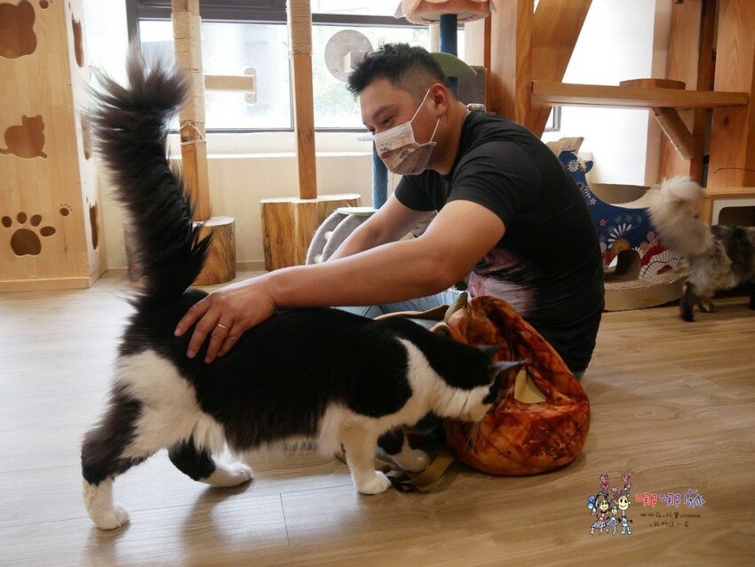 來嚕貓囉!八德貓咪餐廳推出超可愛貓咪泰奶,還有威武霸氣的大貓坐檯!