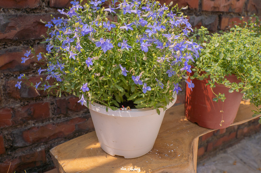 台中北屯區早午餐、下午茶餐廳-內有黑貓可拍屁屁-昨日風景X11樓之三