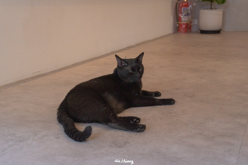 台中北屯區早午餐、下午茶餐廳-內有黑貓可拍屁屁-昨日風景X11樓之三