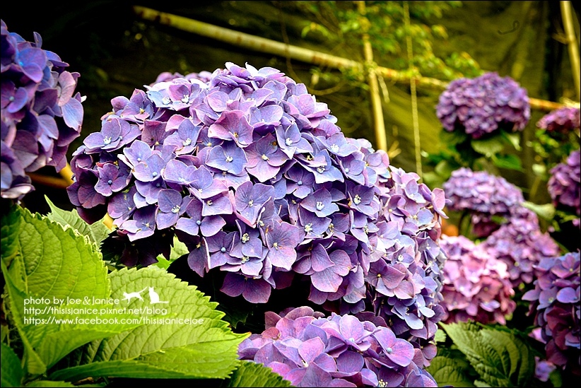 DSC_3513-2.jpg DSC_3513-2.jpg