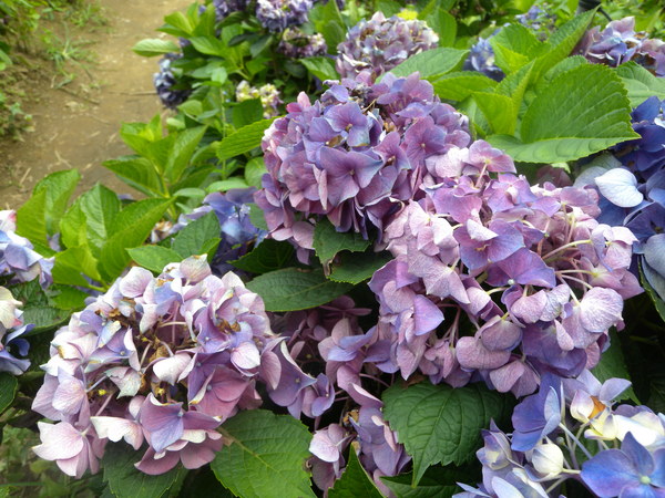 竹子湖高家繡球花田：[台北] 陽明山 竹子湖 滿遍 繡球花   假日快點衝啦!!!!