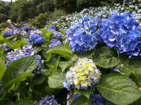 竹子湖高家繡球花田：[台北] 陽明山 竹子湖 滿遍 繡球花   假日快點衝啦!!!!