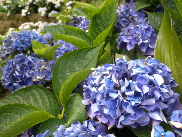 竹子湖高家繡球花田：[台北] 陽明山 竹子湖 滿遍 繡球花   假日快點衝啦!!!!