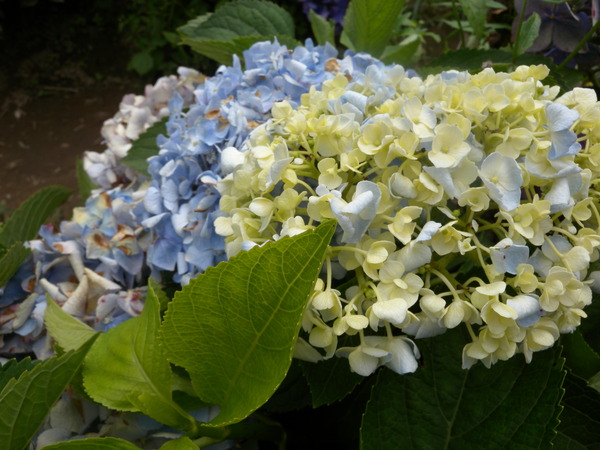 竹子湖高家繡球花田：[台北] 陽明山 竹子湖 滿遍 繡球花   假日快點衝啦!!!!