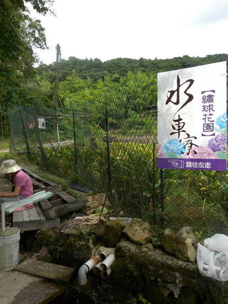 竹子湖高家繡球花田：[台北] 陽明山 竹子湖 滿遍 繡球花   假日快點衝啦!!!!