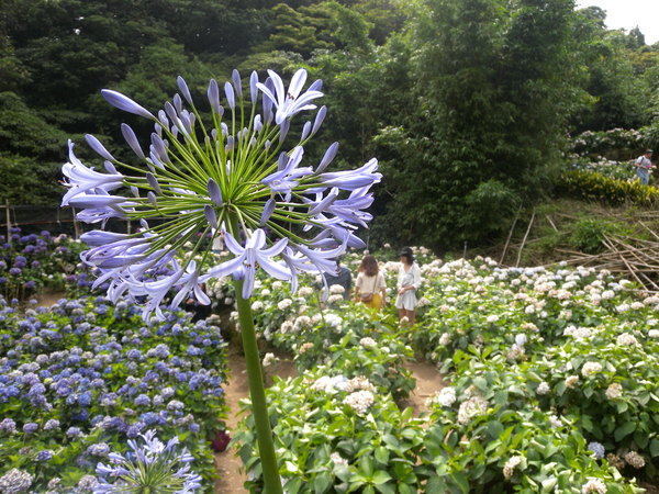 竹子湖高家繡球花田：[台北] 陽明山 竹子湖 滿遍 繡球花   假日快點衝啦!!!!