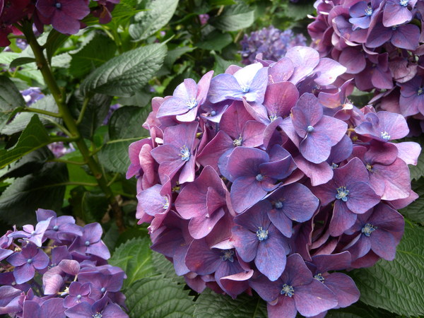 竹子湖高家繡球花田：[台北] 陽明山 竹子湖 滿遍 繡球花   假日快點衝啦!!!!