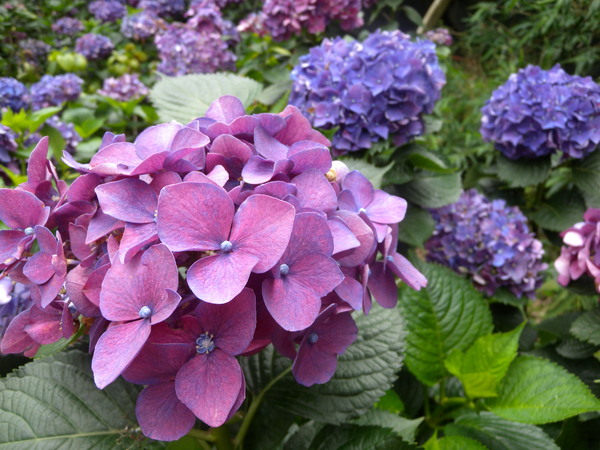 竹子湖高家繡球花田：[台北] 陽明山 竹子湖 滿遍 繡球花   假日快點衝啦!!!!