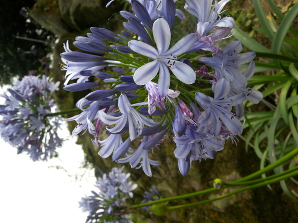 竹子湖高家繡球花田：[台北] 陽明山 竹子湖 滿遍 繡球花   假日快點衝啦!!!!