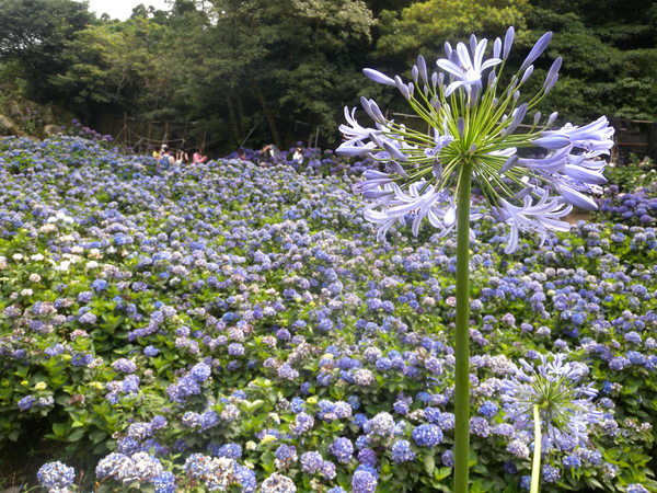 竹子湖高家繡球花田：[台北] 陽明山 竹子湖 滿遍 繡球花   假日快點衝啦!!!!