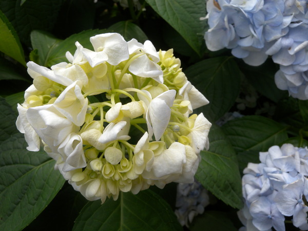 竹子湖高家繡球花田：[台北] 陽明山 竹子湖 滿遍 繡球花   假日快點衝啦!!!!