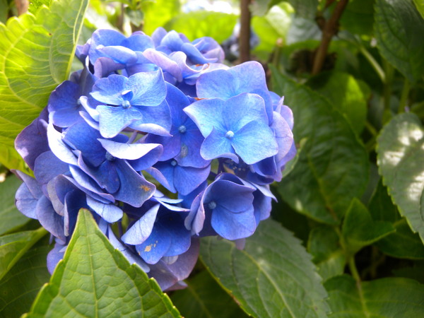 竹子湖高家繡球花田：[台北] 陽明山 竹子湖 滿遍 繡球花   假日快點衝啦!!!!