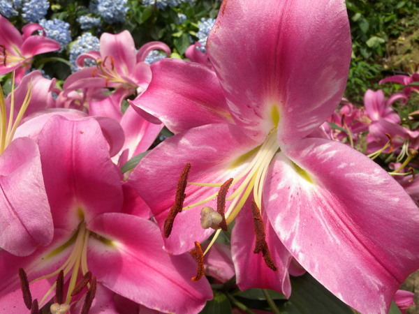 竹子湖高家繡球花田：[台北] 陽明山 竹子湖 滿遍 繡球花   假日快點衝啦!!!!
