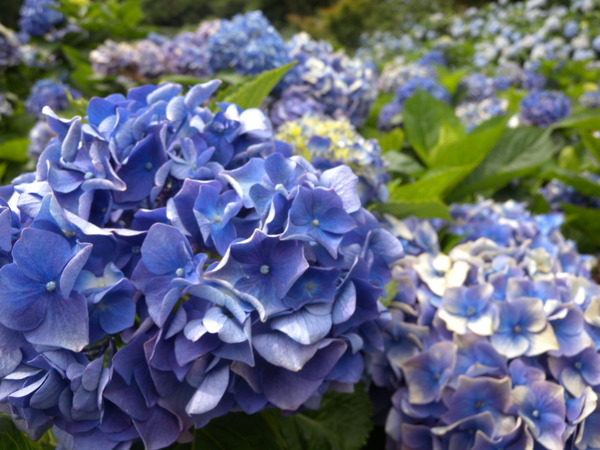 竹子湖高家繡球花田：[台北] 陽明山 竹子湖 滿遍 繡球花   假日快點衝啦!!!!