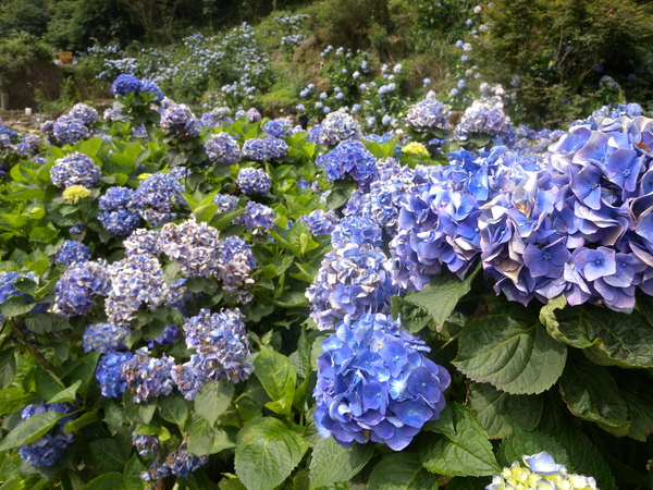 竹子湖高家繡球花田：[台北] 陽明山 竹子湖 滿遍 繡球花   假日快點衝啦!!!!