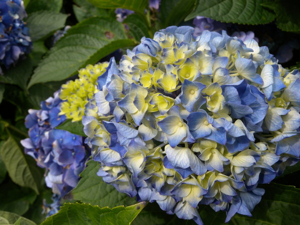竹子湖高家繡球花田：[台北] 陽明山 竹子湖 滿遍 繡球花   假日快點衝啦!!!!