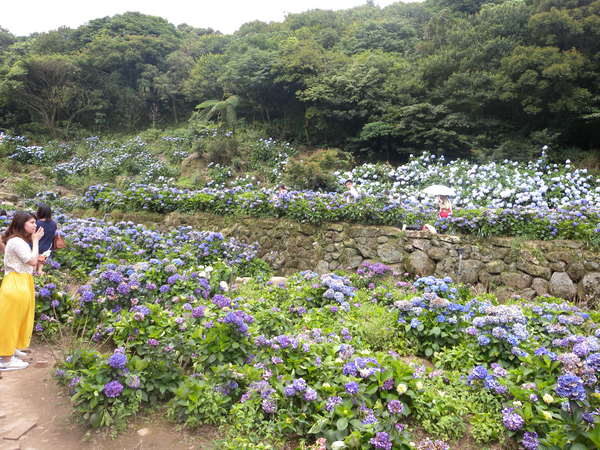 竹子湖高家繡球花田：[台北] 陽明山 竹子湖 滿遍 繡球花   假日快點衝啦!!!!