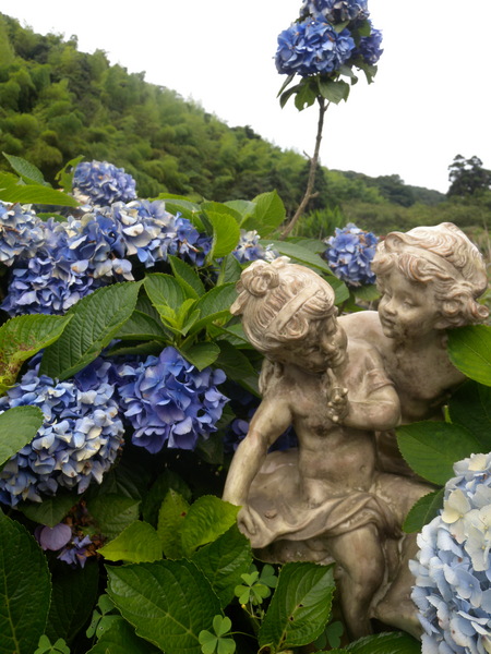 竹子湖高家繡球花田：[台北] 陽明山 竹子湖 滿遍 繡球花   假日快點衝啦!!!!