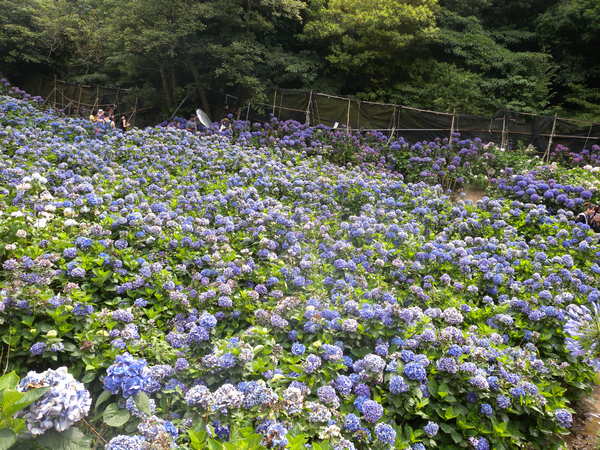 竹子湖高家繡球花田：[台北] 陽明山 竹子湖 滿遍 繡球花   假日快點衝啦!!!!