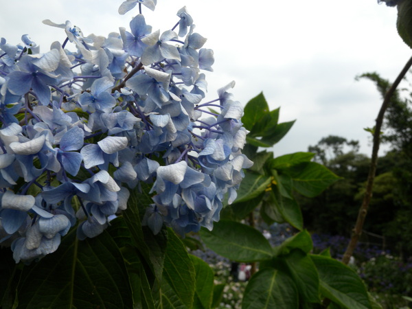 竹子湖高家繡球花田：[台北] 陽明山 竹子湖 滿遍 繡球花   假日快點衝啦!!!!