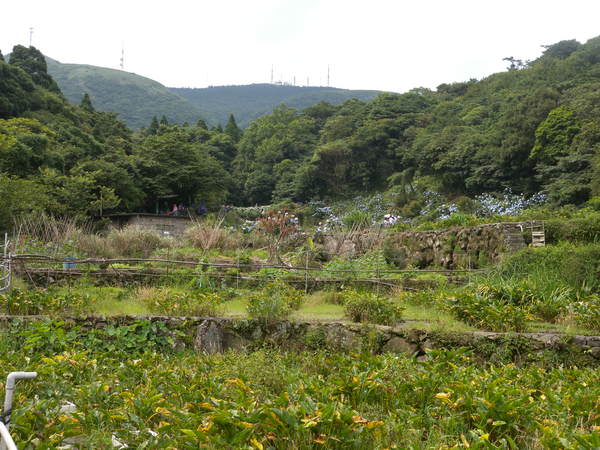 竹子湖高家繡球花田：[台北] 陽明山 竹子湖 滿遍 繡球花   假日快點衝啦!!!!