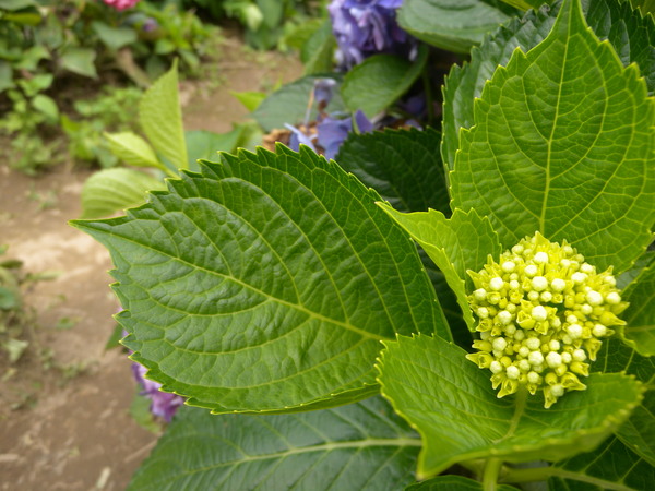 竹子湖高家繡球花田：[台北] 陽明山 竹子湖 滿遍 繡球花   假日快點衝啦!!!!